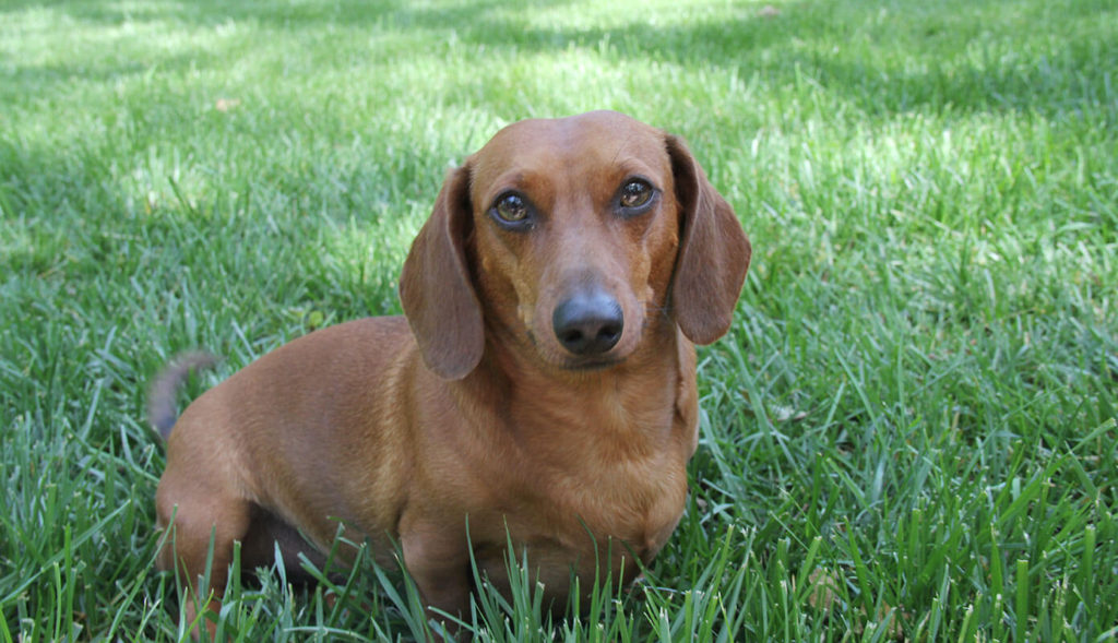Mr. Big the Doxie turned 3!