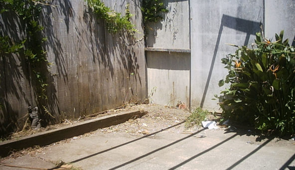 Garbage cleared from the backyard