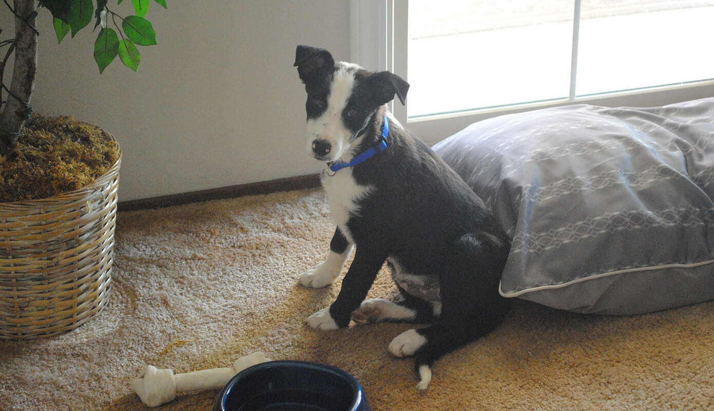Tucker, our Border Collie puppy