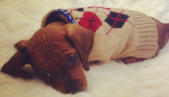 The Dapper Doxie