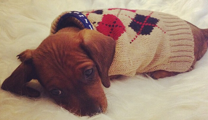 The Dapper Doxie
