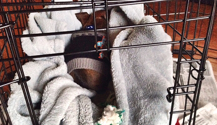 Mr. Big the Doxie in His Crate