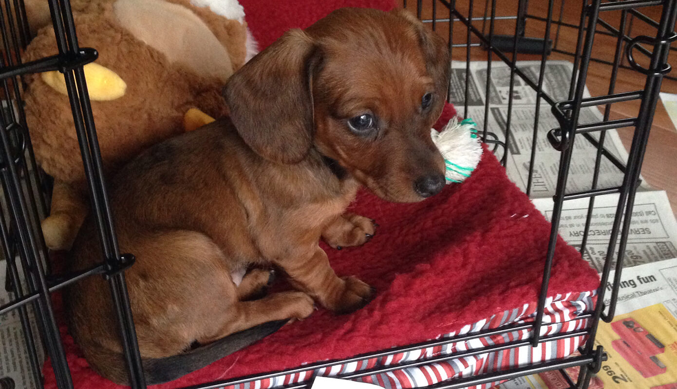Mr. Big the Dachshund