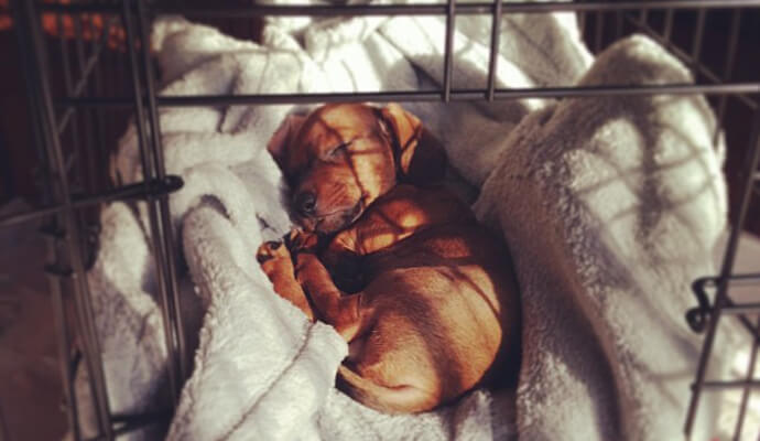 Mr. Big the Doxie in His Crate