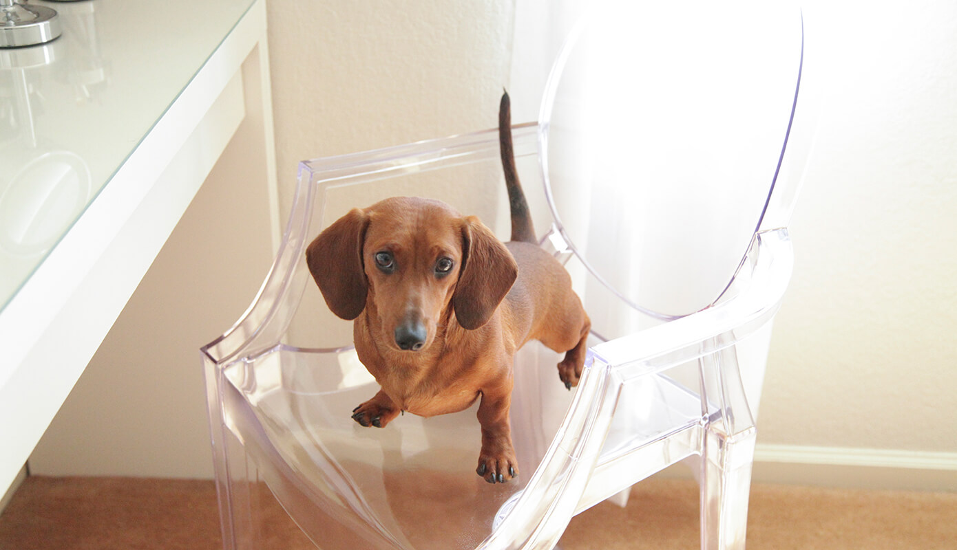 Mr. Big the Dachshund #doxie #weenie #thelovelygeek