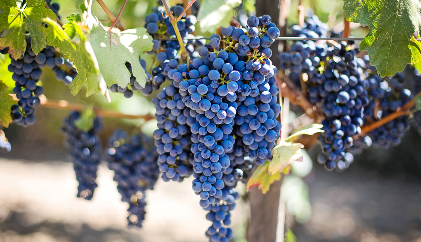 Napa Valley