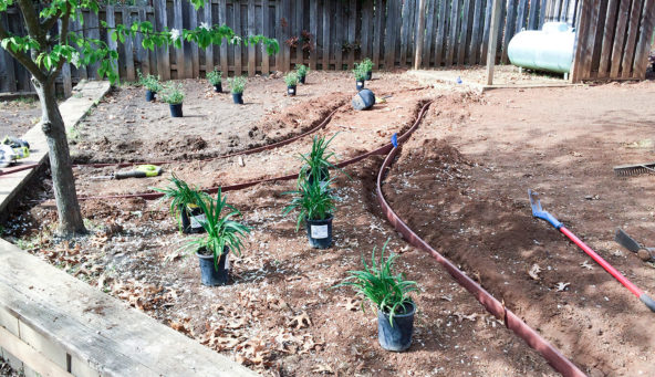 Plant ready and putting in edging in the backyard