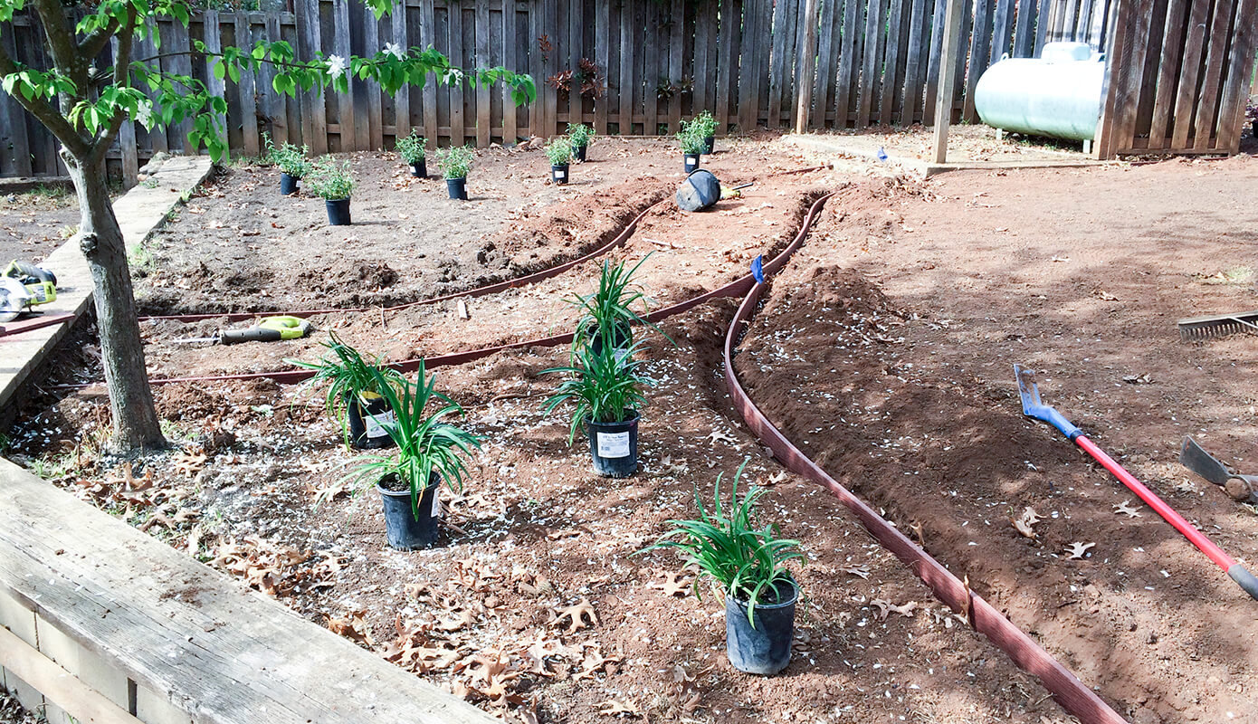 Plant ready and putting in edging in the backyard