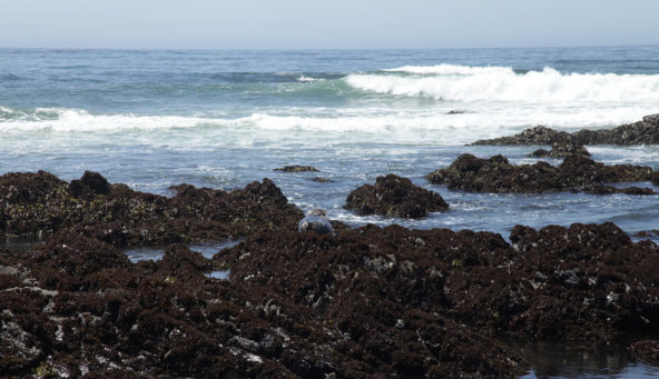 Family Vacation in San Simeon