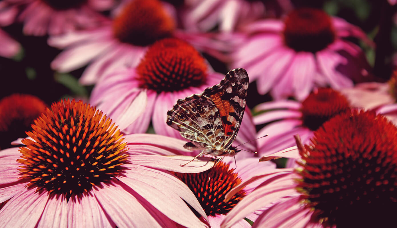 butterflies