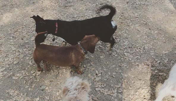 Mr. Big the Dachshund at the dog park