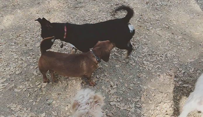 Mr. Big the Dachshund at the dog park