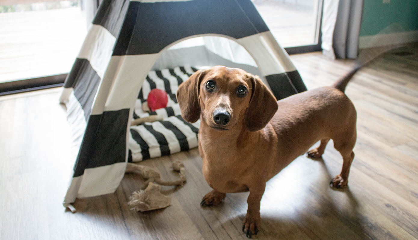 Mr. Big the Dachshund with his Pipolli Teepee #thelovelygeek