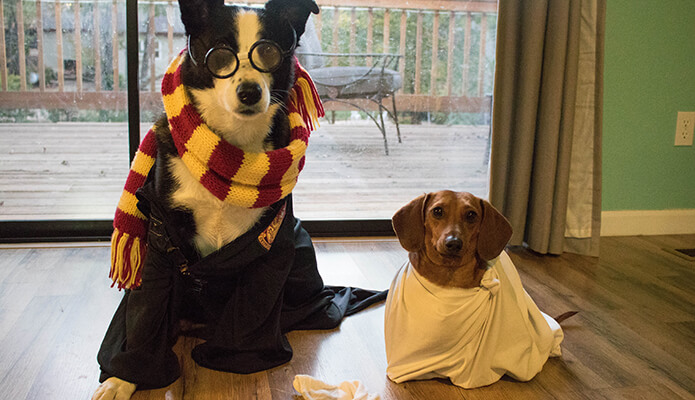 Tucker as Hairy Pawter and Mr. Big the Houseweenie #thelovelygeek #halloween