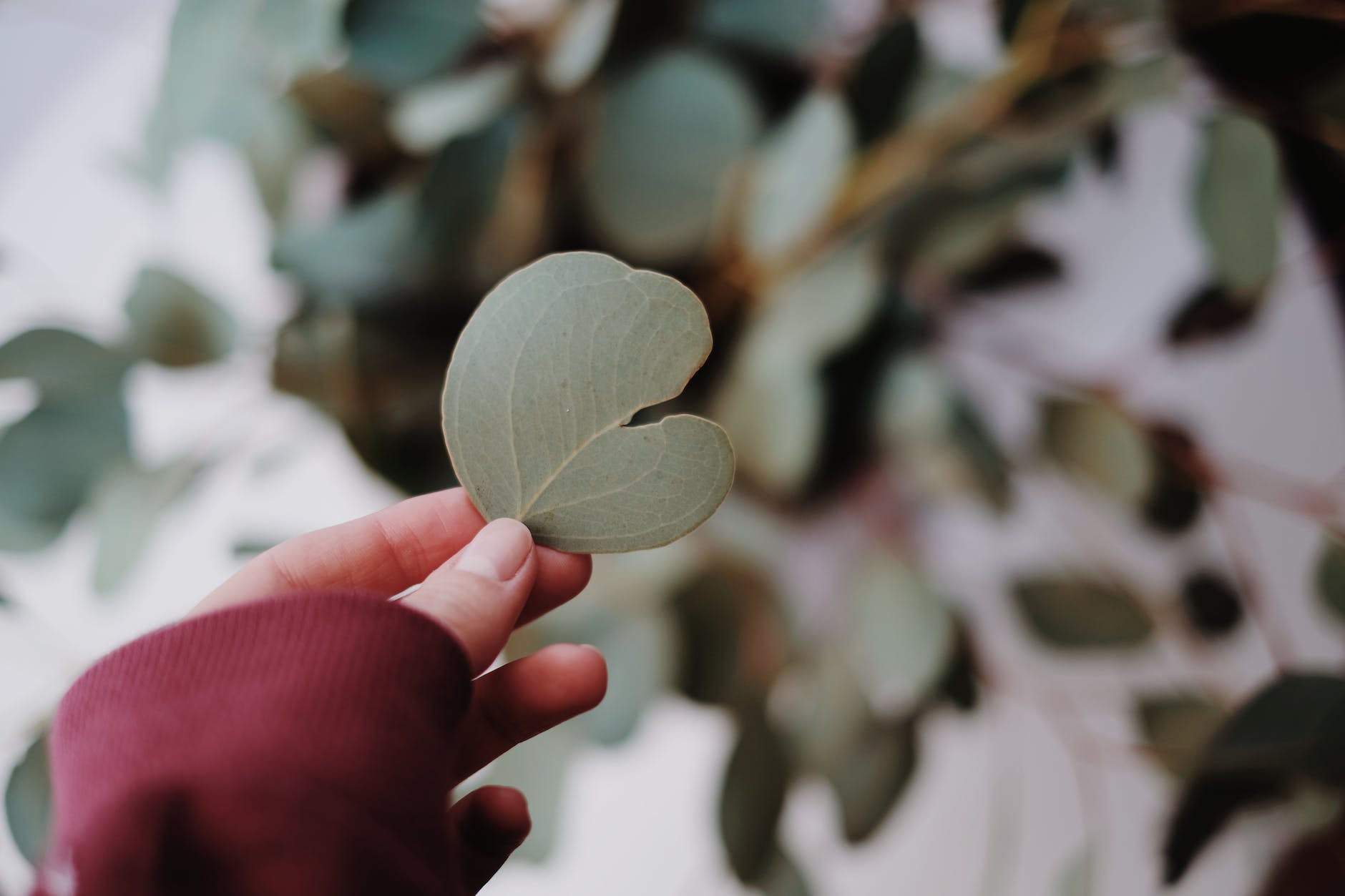 person holding green heart shaped leaf